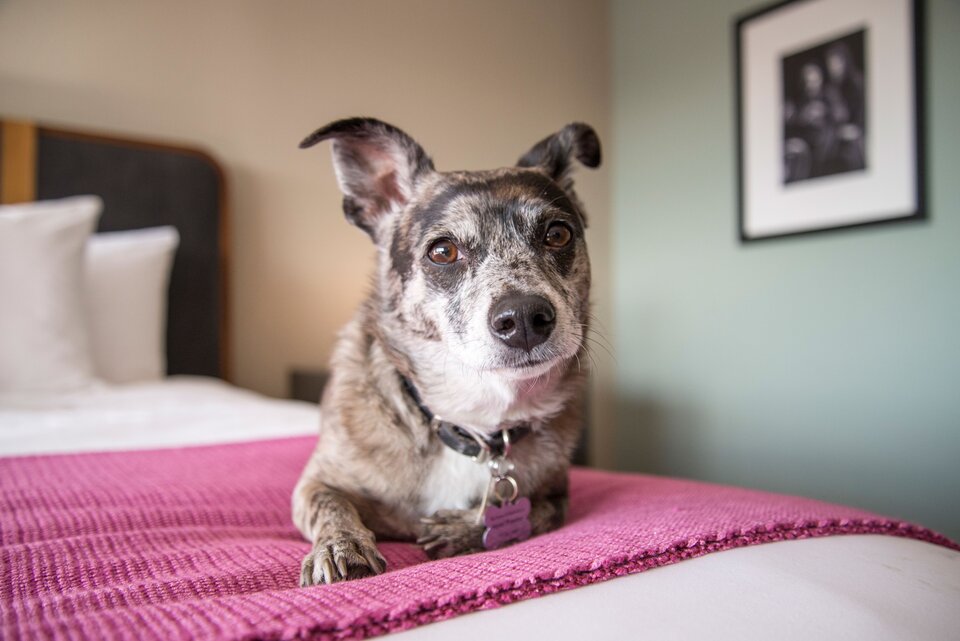 pamper-your-pooch-at-the-world-s-best-dog-friendly-hotels