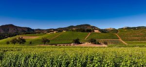 Wine Tours: A Delicious Way to Learn About Wine